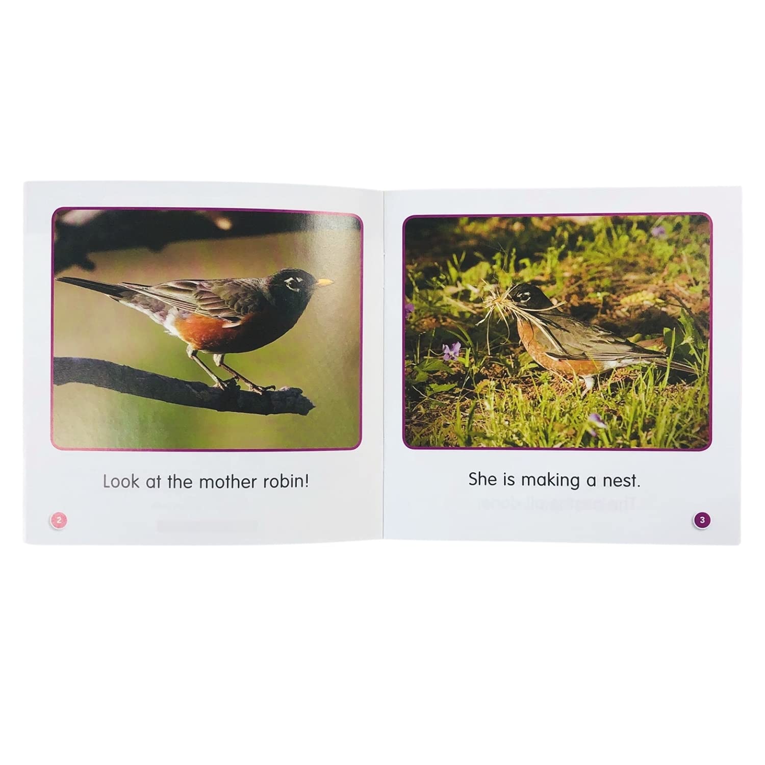 Amazon.co.jp: スカラスティック (Scholastic) 英語教材 絵本 Guided