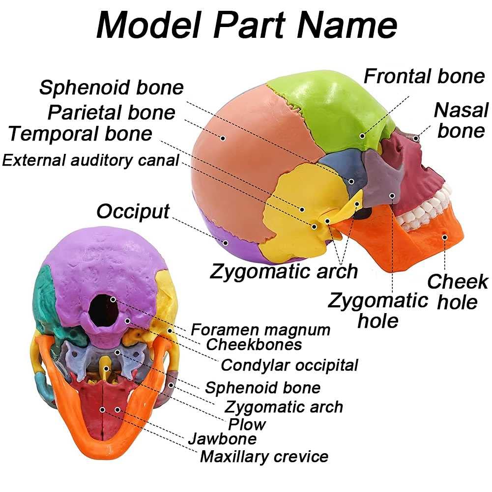 Cráneo Humano A Color 1:2. Descripción del Modelo De Cráneo Humano para Anatomía. Modelo De Cráneo con 15 Piezas De Ensamblaje Y Manual De Descripción De Huesos.