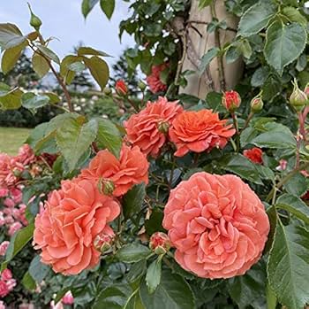 61i0dt1sGaL._AC_UF350, 61i0dt1sGaL._AC_UF350,