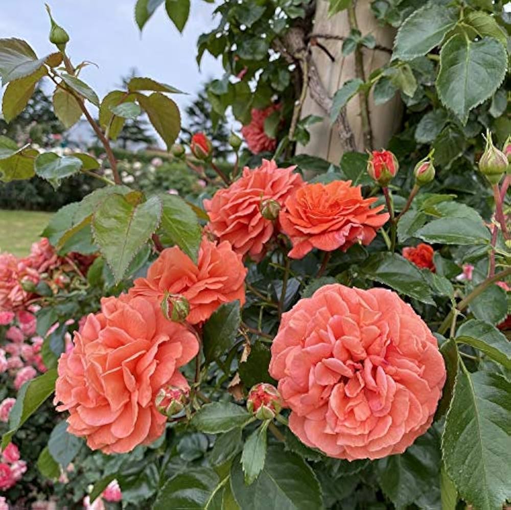 ドイリー1181❤️オレンジつる薔薇のメドレー✨大きめ36cm ドイリー1181❤️オレンジつる薔薇のメドレー✨大きめ36cm