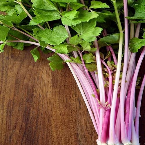 KVITER 200 semillas de apio rosa chino, apio rosa Kan-tsai Kunchoy Qincai Kan-tsai - Semillas frescas orgánicas para plantar - Semillas para el