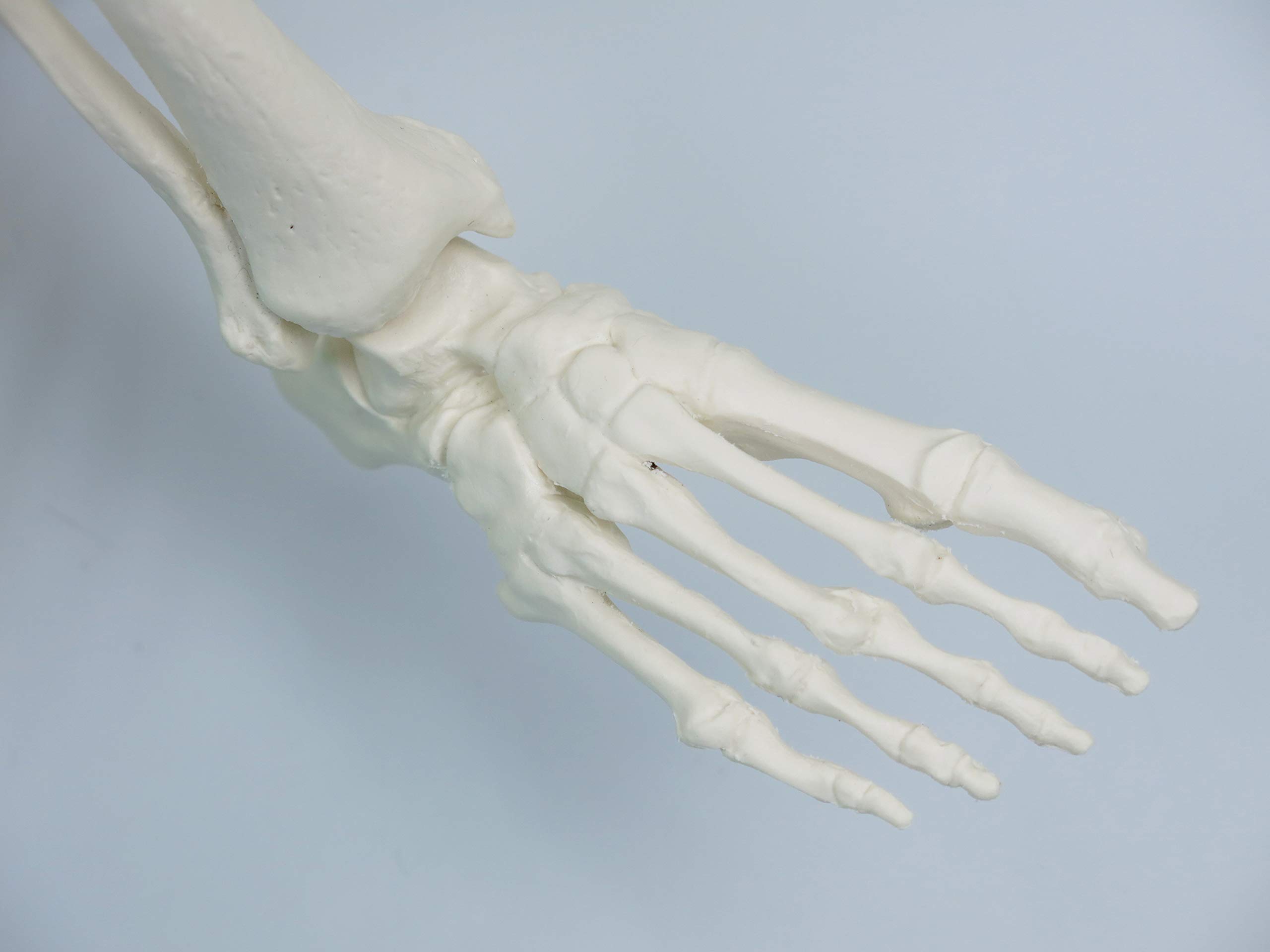 3B Scientific kleines Menschenskelett, Modell „Shorty“, Becken montiert auf einem Sockel A18 + kostenlose Anatomie-Software - 3B Smart Anatomy (evtl. nicht in deutscher Sprache)