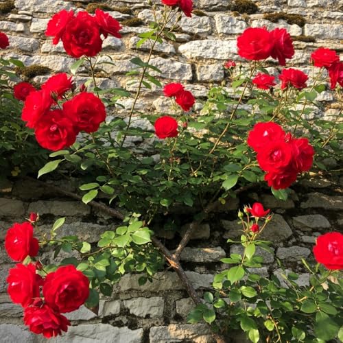 Image of Climbing Rose Hybrid Seeds Pack - Large Flowers- 70 Easy-to-Grow Seeds for Vibrant Blooms, Suitable for All Indian Climates (CRIMSON)