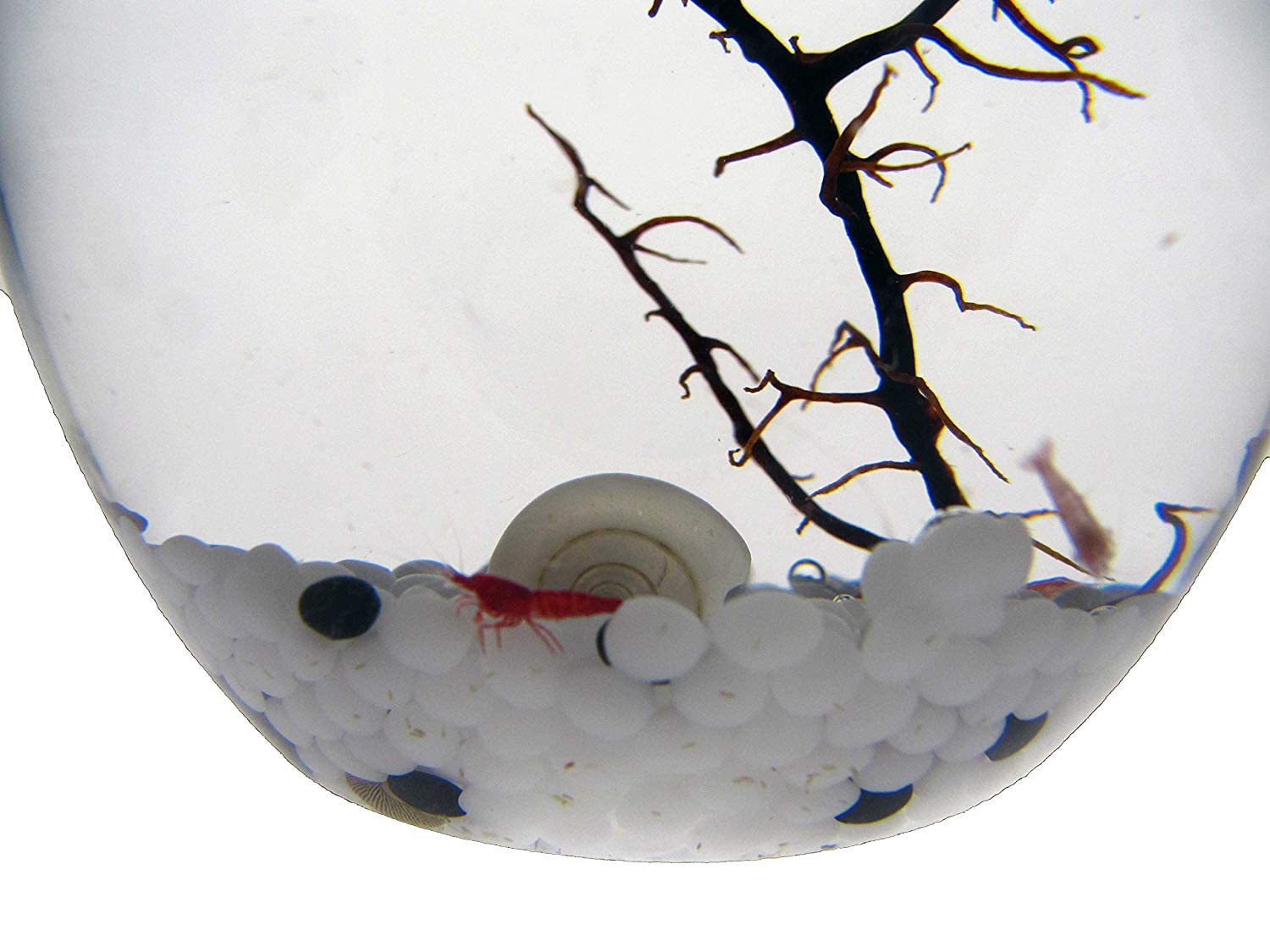 EcoSphere - Kleines Ei 13 cm hoch,das populärste Ökosystem nach einer Technologie der NASA