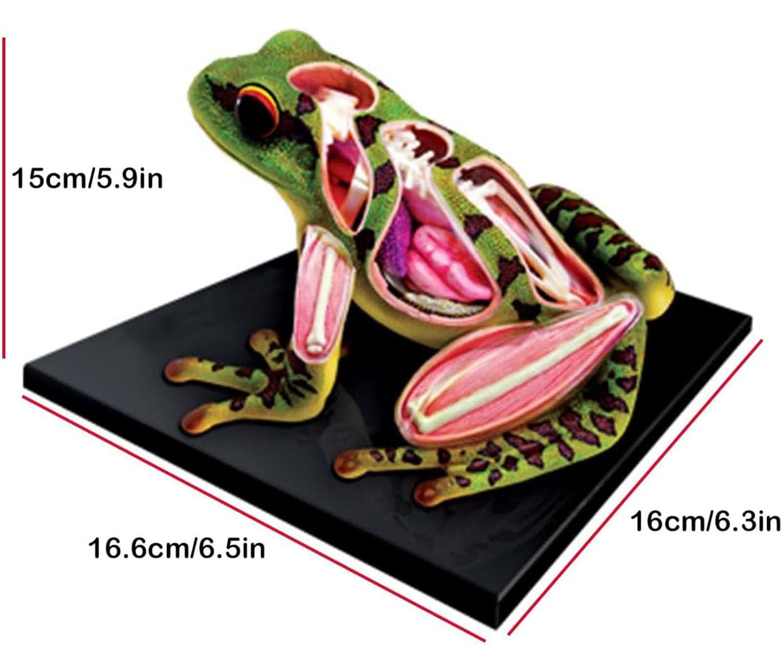 Modello anatomico a rana 4D, kit di dissezione simulata, scheletro animale per l'educazione scientifica della biologia, per laboratorio didattico