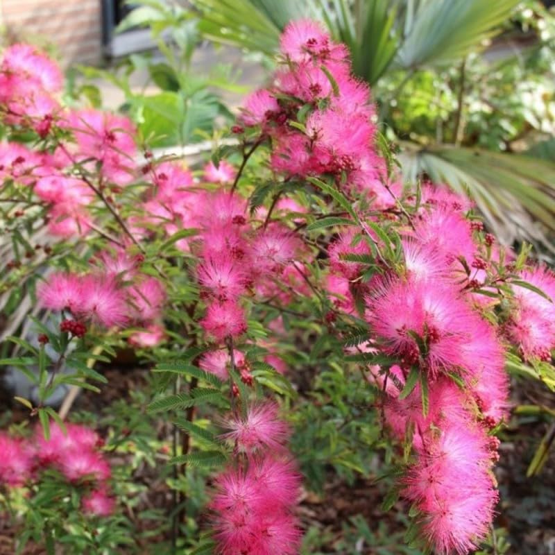 Mphmi Seedless Plant Outdoor Plants Powder Puff Plant - Calliandra Dixie Pink (B0CWF6CGRF) Amazon Price History, Amazon Price Tracker