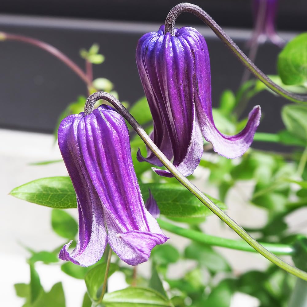 Amazon.co.jp: ITANSE クレマチス 篭口 5号 1個売り 品種で