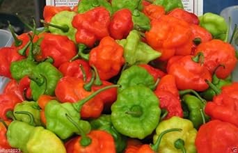 AJI Dulce #1,known As Ajicitoo,aji Gustoso,aji Cachucha &Sweet Habanero 50 Seed