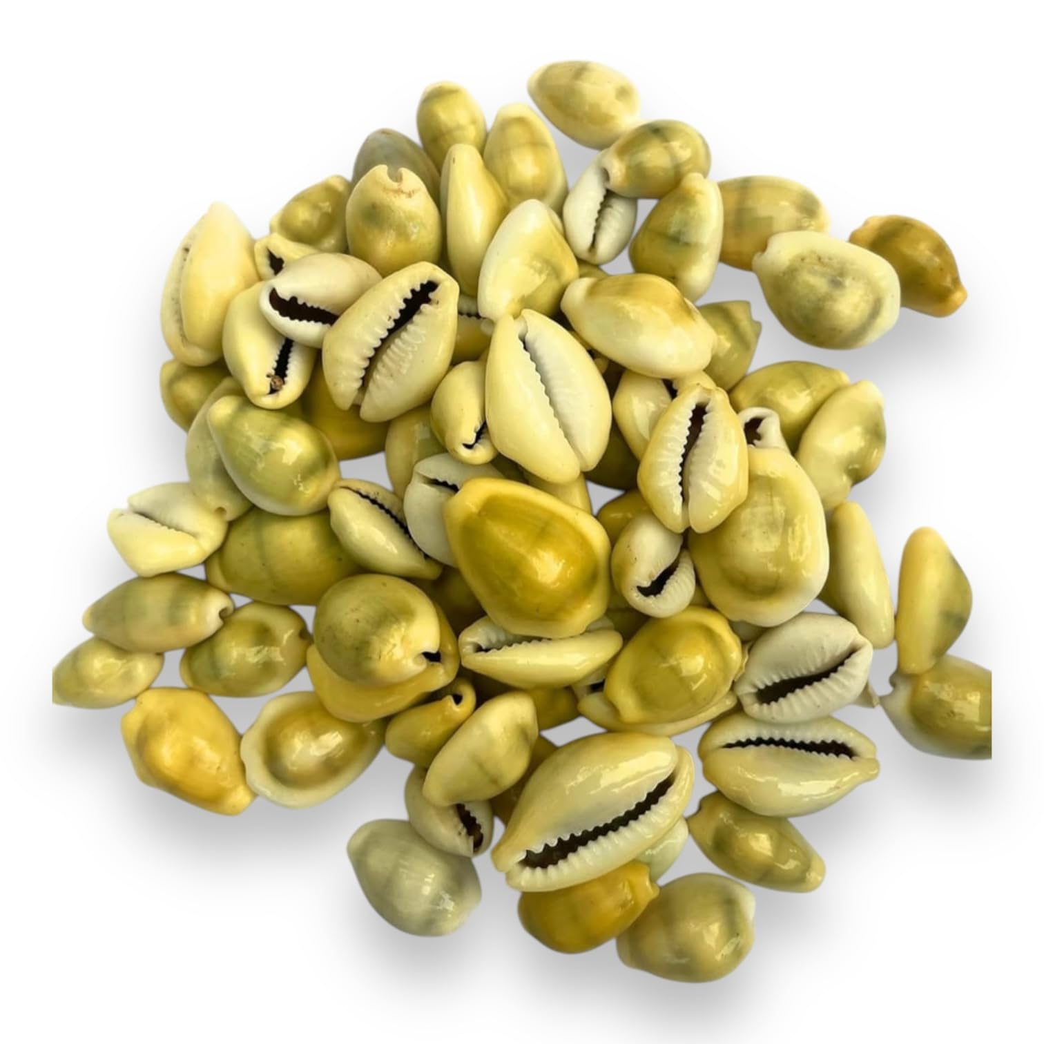 21 Closed Orula Cowrie Shells, Caracoles Cerrados – Sacred Divination Tool for Santería and Ifá Practices