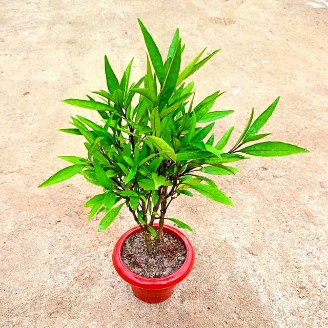 Mphmi Home Live Flower Plants Sukh shanti in 6 Inch Classy Red Plastic Pot (B0DDQTGZZR) Amazon Price History, Amazon Price Tracker