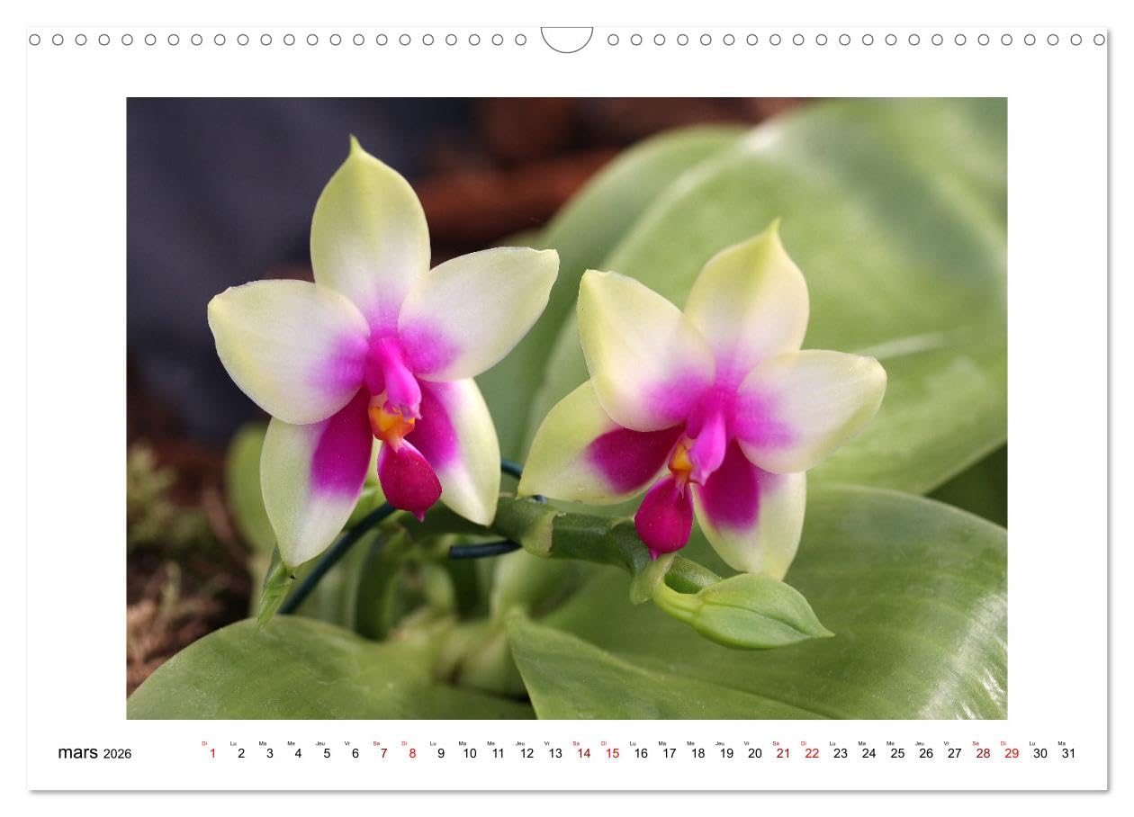 Mon rêve d'orchidées (Calendrier mural 2026 DIN A3 vertical), CALVENDO calendrier mensuel: Des fleurs d'orchidées variées en photographies expressives