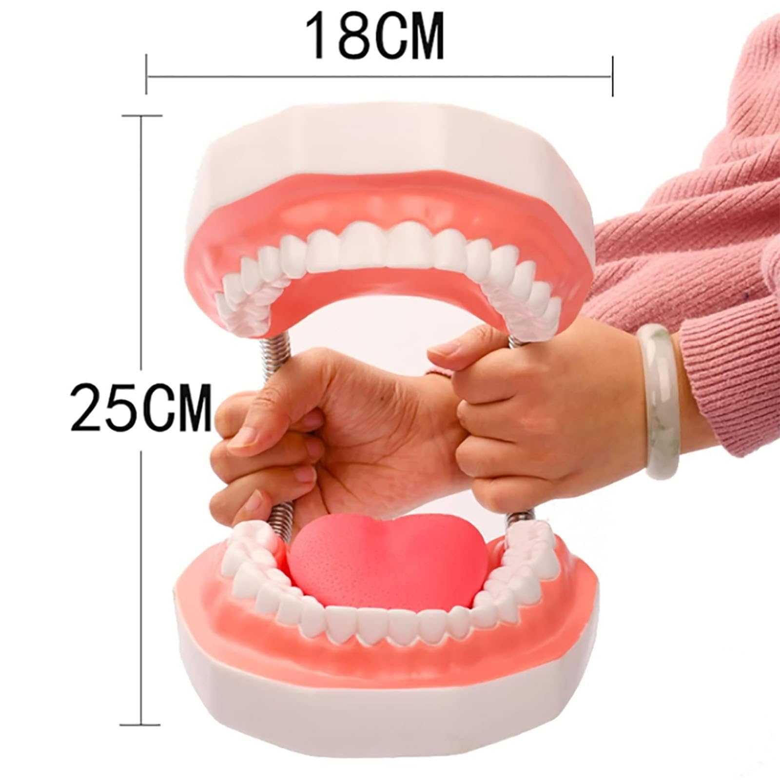 Dental-Demonstration, 6-Fach vergrößertes Zahnmodell mit Abnehmbarer Zungenbürste für Kinder und zahnärztliches Mundpflege-Lehrmodell