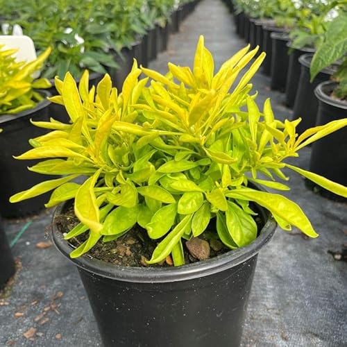Alternanthera Chartreuse (Joseph's Coat) - Pack of 2-5-9" Live Plants