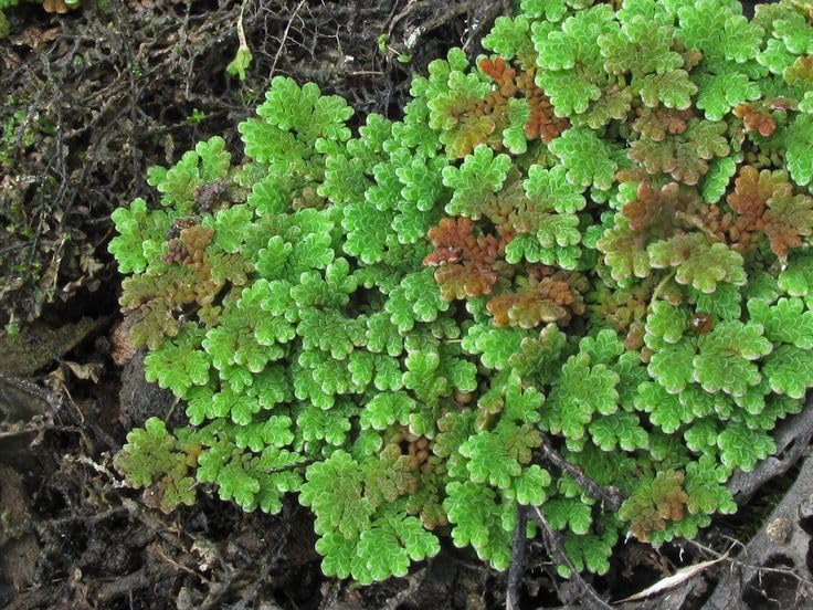 Fresh Live Floating Fern for Sustainable Pond Care and Livestock Feed (1400 Live Healthy Plant Seeds)-image-28