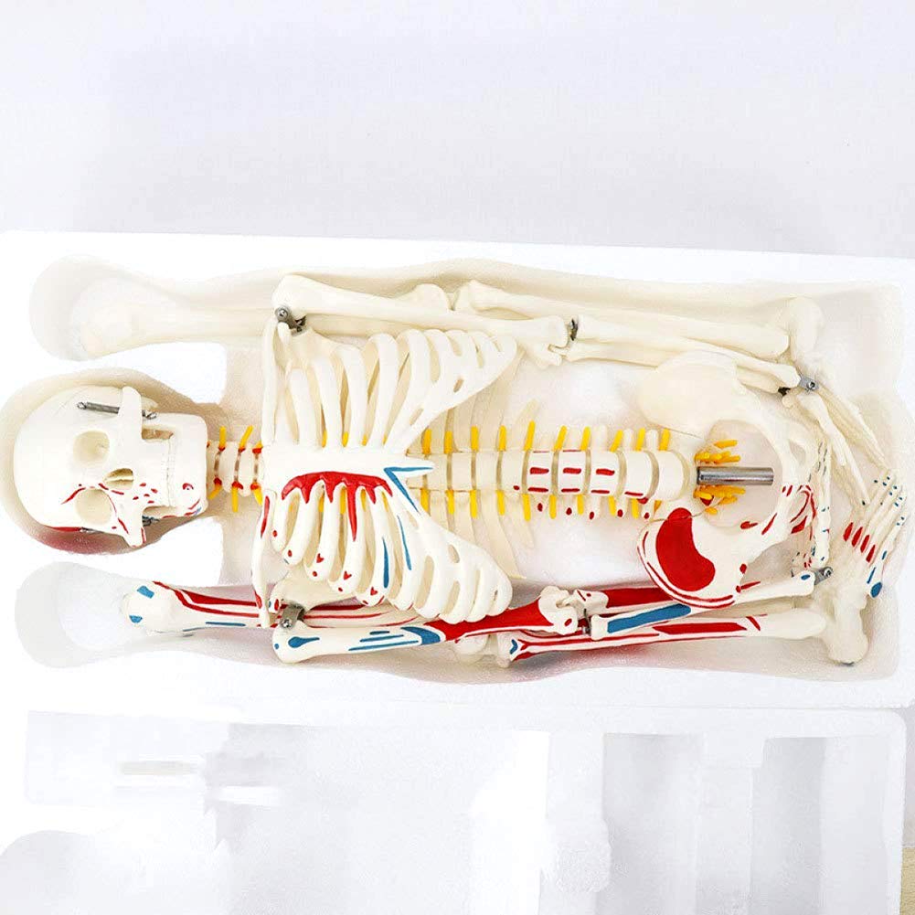 Modèle Anatomique du Corps Humain Modèle Mini Squelette avec des Muscles Peints, 85Cm - Construction Et Le Mouvement du Corps comme Modèle d'apprentissage Ou du Matériel Pédagogique