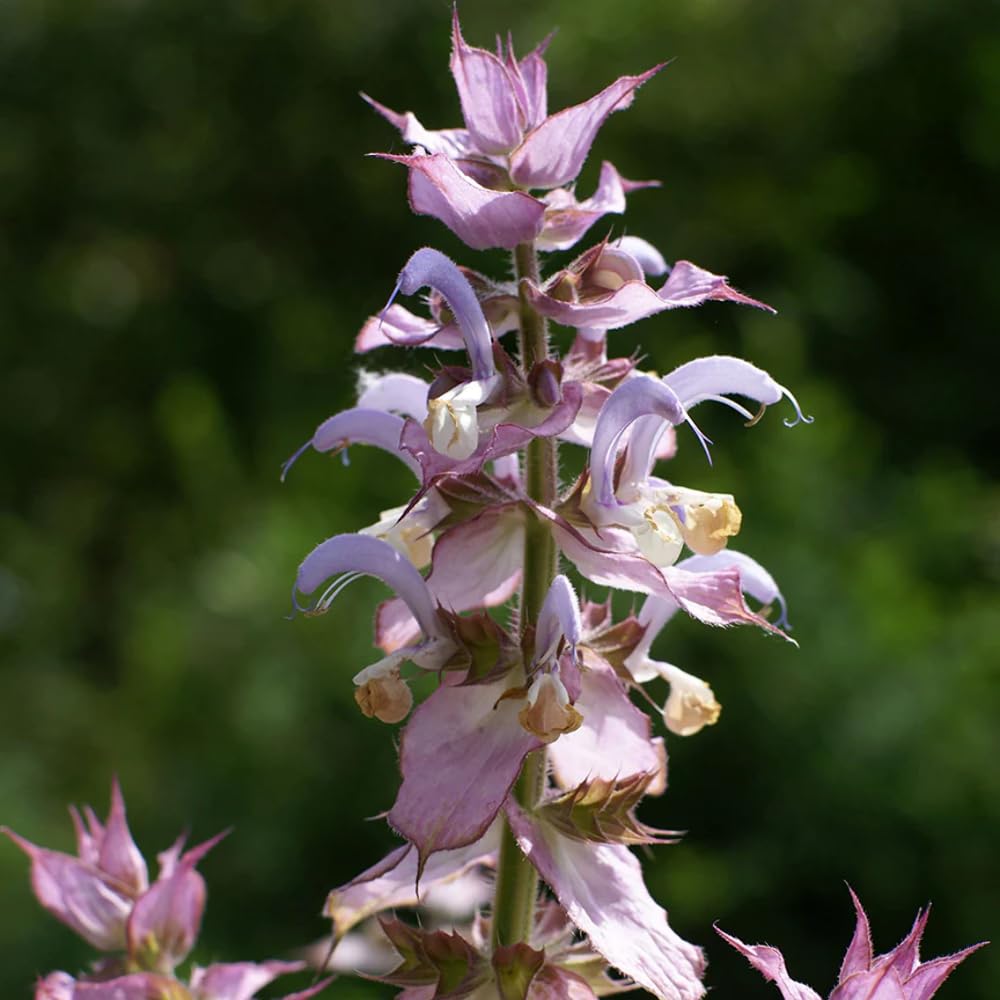 Aromatics International Pure Organic Clary Sage Essential Oil 15ml | Organic Essential Oils