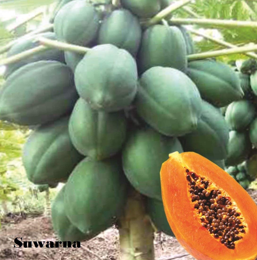 See full amazon price history chart for Creative Farmer Seeds Rare Stocky Heavy Low Bearing Dwarf Thai Holland Oblong Papaya Seeds Creative Farmer Seeds Rare Stocky Heavy Low Bearing Dwarf Thai Holland Oblong Papaya Seeds (B086QBHP4X) Amazon Price History, Amazon Price Tracker