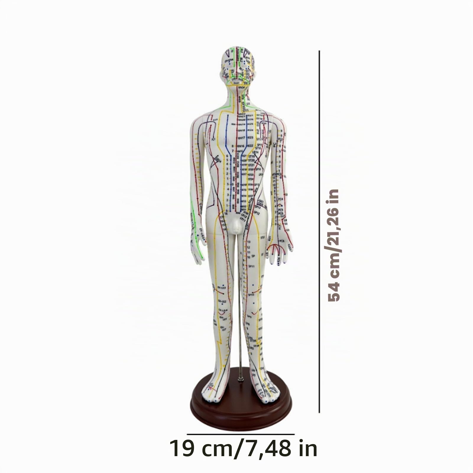 Milageto Modelo de acupuntura Altura 54cm Modelo de cuerpo humano PVC con base Accesorios ligeros para profesionales Ayuda didáctica, Masculino