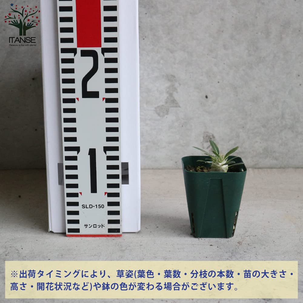 Amazon.co.jp: パキポディウム デンシフローラム 2.5号ポット苗