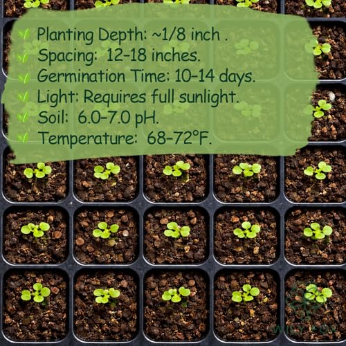 Premium Wild Bergamot Seeds (Monarda fistulosa) – 1000+ Heirloom, Non GMO Bee Balm Seeds for Planting, Native Bee Balm Seeds Perennial, Monarda Seeds, Pollinator Flower Seeds for Garden Beds - Image 5