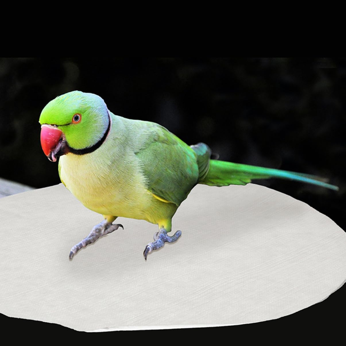 SUPVOX 100pcs Bird Cage Liner Mats Absorbent Parrot Cage Cushion Pads Round Fecal Tray Liners Safe and for Easy Cleaning