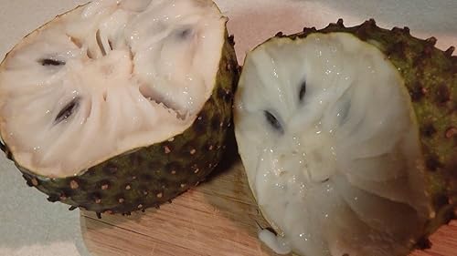 Miniatura 2 de Guanabana Planta de 1 año en maceta con tierra, 5-6 pulgadas de alto, 4-6 hojas, planta frutal comestible Guanábana exótica Annona muricata