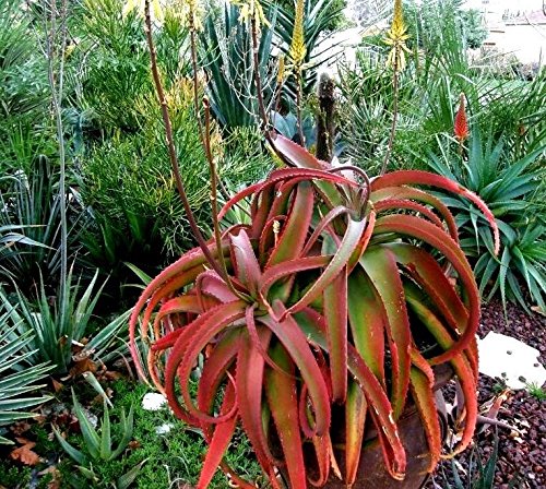 Red Aloe Vaombe saftig 5 Samen ~ Red Malagasy Aloe Baumsamen - Image 3