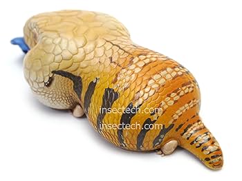 Amazon | 【動物の惑星】アオジタトカゲ フィギュア完成品