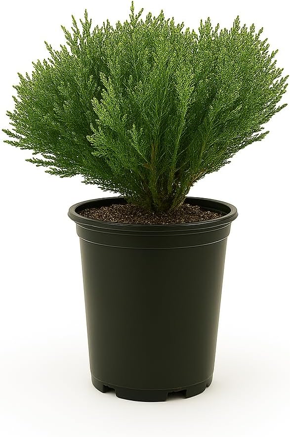 Mr. Bowling Ball Arborvitae, Dwarf Evergreen Shrub, 2ft Height, Green, 1 Trade Gallon/3 Quart