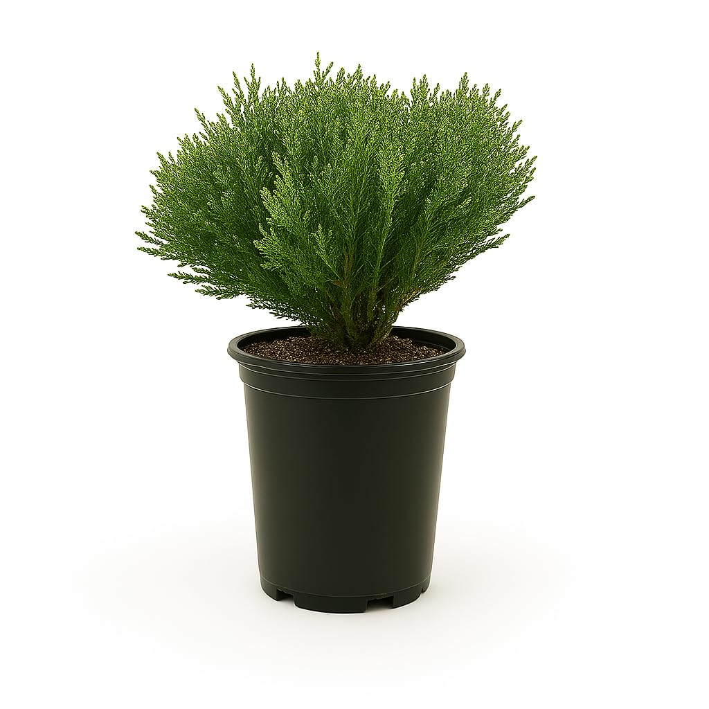 Thuja Mr. Bowling Ball