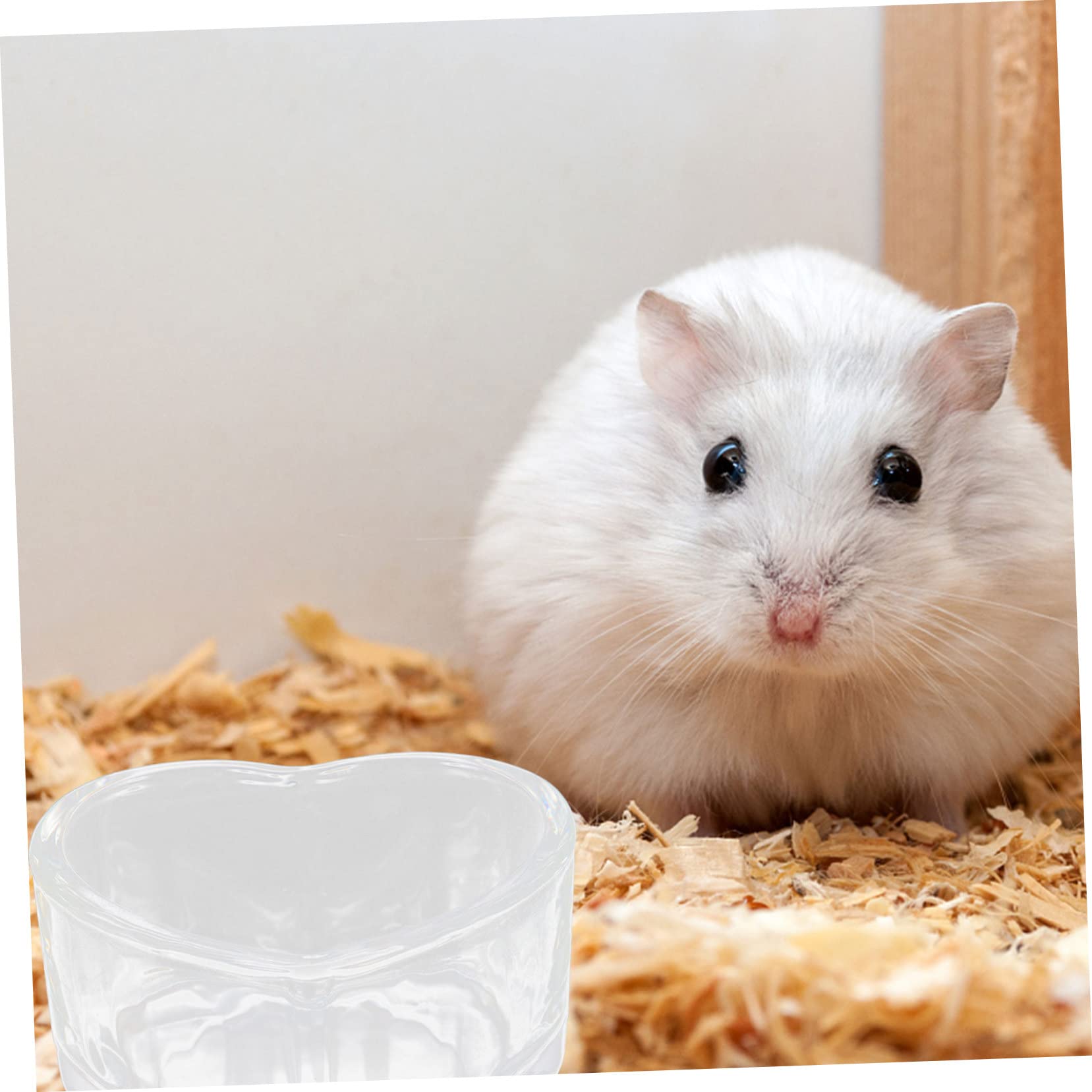 SUPVOX 8 Pz Ciotola Per Cibo Per Criceti Cavia Accessori Per Terrari Ciotola Per Topi Ciotola Per Cibo Per Porcellini D'india Ciotola Di Cibo Faraona Cibo Per Topi Transparent Bicchiere