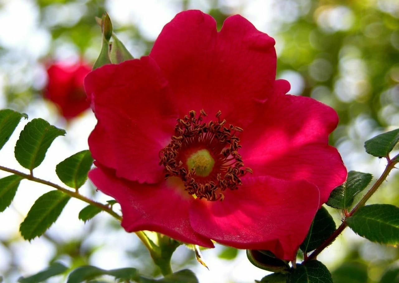 1 Pack of 8 SEEEDS Rosa moyesii - Moyes' Rose