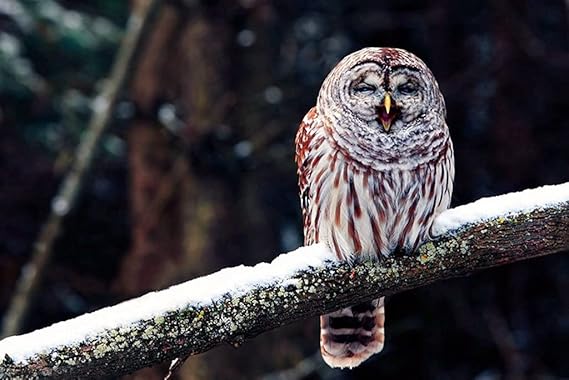 Amazon Co Jp B1 ポスター フクロウブランチプレデター鳥座る雪 キャンバスフォトアートプリントポスター 写真の壁の装飾 B1 707mm 1000mm ホーム キッチン Amazon Co Jp B1 ポスター フクロウブランチプレデター鳥座る雪 キャンバスフォトアートプリントポスター 写真の壁の装飾 B1 707mm 1000mm ホーム キッチン