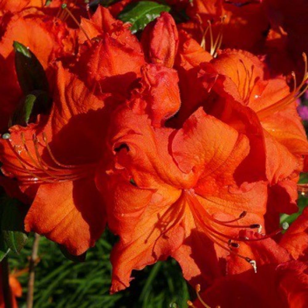 Rhododendron 'Royal Command' - Hardy Deciduous Azalea Shrub with Orange-Red Blooms and Colourful Autumn Foliage - Acidic Borders and Woodland Edges – 1x 4 Litre Potted Plant by Thompson & Morgan