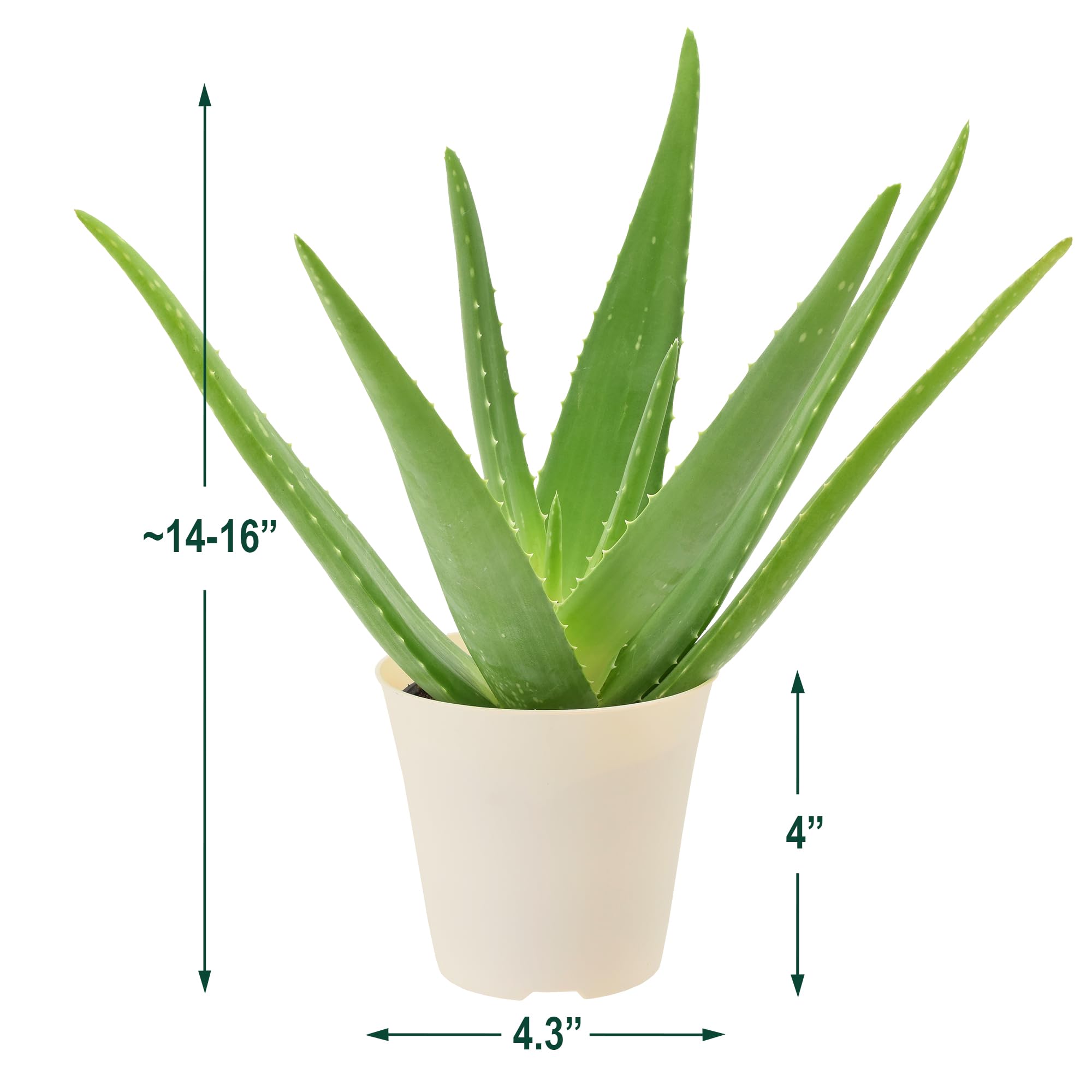 aloe vera gel dr spiller Dr. Spiller Alpine-Aloe Gel 30 ml main image 0