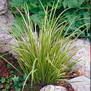 Bloomique Acorus Ogon Zwergkalamus Teichpflanze