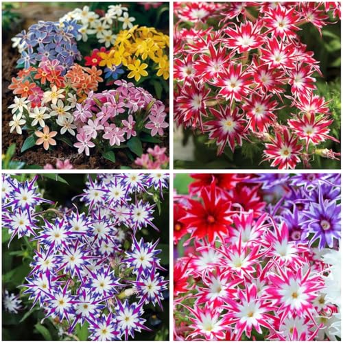 Mixrug 1508+ Creeping Mixed Phlox Seeds for Planting,Bright Perennial Creeping Phlox Seeds- Ground Cover Plants Seed Non GMO Heirloom for Outdoors