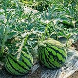 120 piezas semillas de sandía orgánicas - fruta fresca plantas de balcón semillas de melón resistentes melones, plantas de melón, Citrullus lanatus, maceta de frutas plantas de jardín de