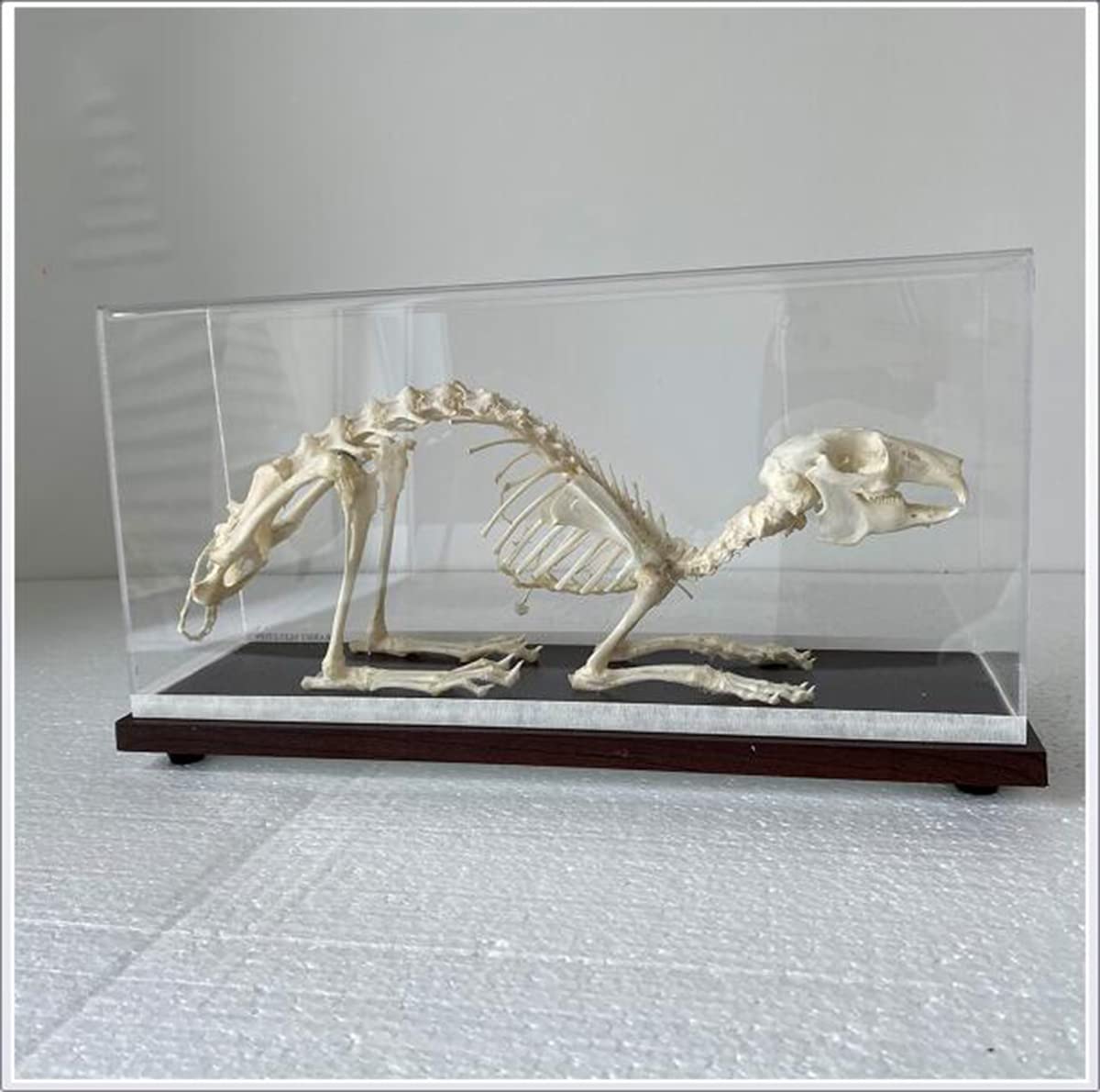 Amazon.co.jp: 天然ウサギの骨格骨標本本物の動物の骨格モデル科学教育