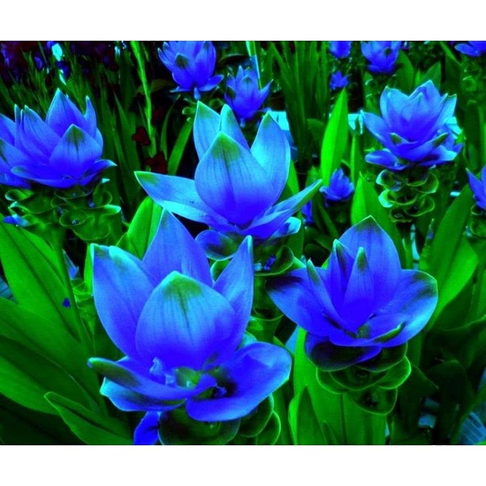 Sweet Fragrance Summer Flower Bulbs Curcuma Pack Of 3 Bulbs (Blue) Provide Healthy And Fresh Bulbs By PLANTOGALLERY. (B09B2M4PLK) Amazon Price History, Amazon Price Tracker