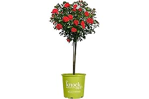 3g Knock Out Double Red Rose Trees Ready To Plant