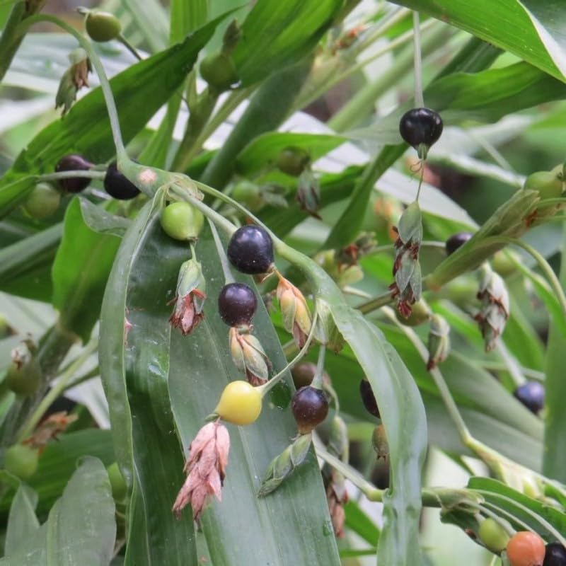 Punarva ZZ PlantKhajur PlantGardens Live Vaijayanti White Flower Plant, VAIJAYANTI MALA Plant, Vaijanti Mala/garland plant 1 Healthy Live Plant With Plastic Bag (B0D11YNVVF) Amazon Price History, Amazon Price Tracker