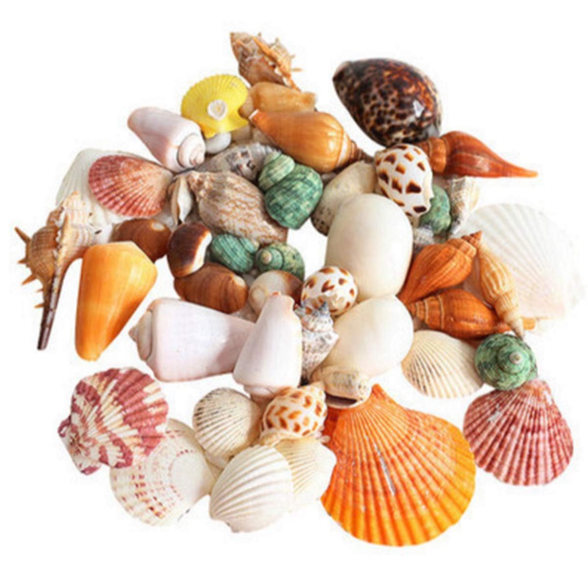 about 30 Pcs Sea Shells Mixed Ocean Beach Seashells, Colorful Natural Seashells Perfect Accents Fish Tank, Home Decorations, Beach Theme Party, Candle Making, Wedding Decor, DIY Crafts, Fish