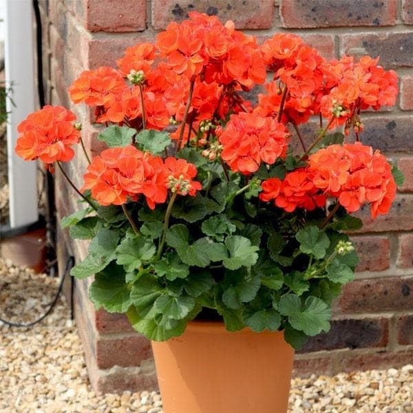 Image of Orange Geranium Live Plant with Pot | Cranea€s-Bill Flowering Plant | Outdoor & Balcony Decorative Flower Plant for Home Garden & Terrace