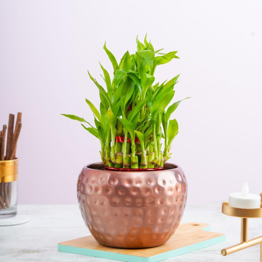 Floral Boutique 3 layer Bamboo plants for home decoration with Metal Plant Pot | Indoor Plants for Home | house warming gifts | live plants with pots Copper