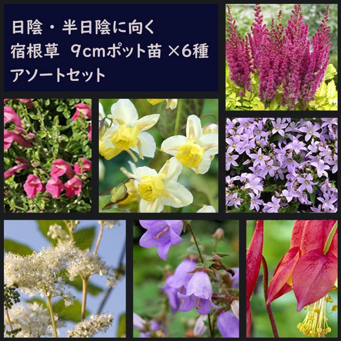 Amazon.co.jp: 宿根草 苗 セット 9cmロングポット 日陰・半日陰