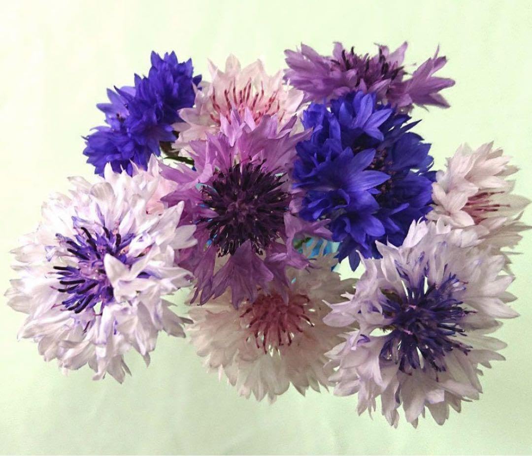 矢車草大株の小苗ポストいっぱい♫ 矢車草大株の小苗ポストいっぱい♫ 矢車草大株の小苗ポストいっぱい