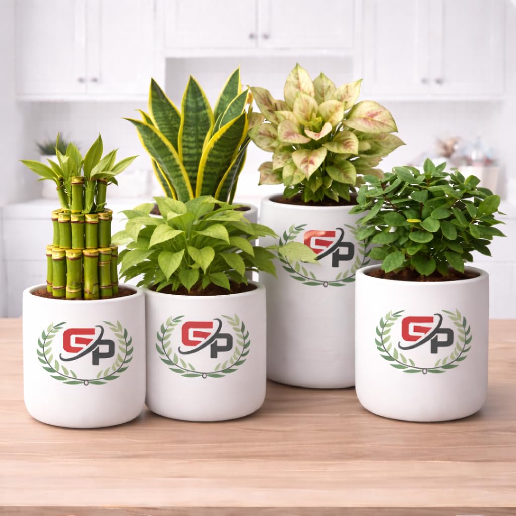Delhi Nursery Plants Indoor Air Purifying Plants Set of 5 Combo Lucky Bamboo, Money Plant, Syngonium, Snake Plant, Jade, with Pots