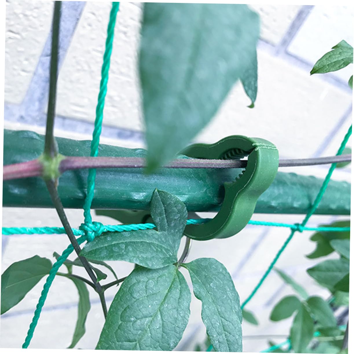 60 Pezzi Clip per Piante in Plastica Clip di Fissaggio per Vite per Pomodori Morsetto da Giardino Morsetto per Orchidee Forniture da Giardino