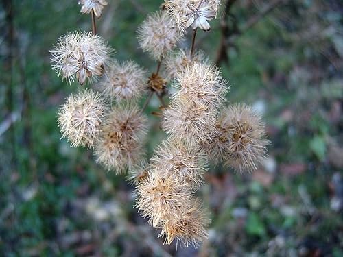 Miniatura 2 de Semillas de Hierro para Plantar (100 Semillas) Vernonia gigantea